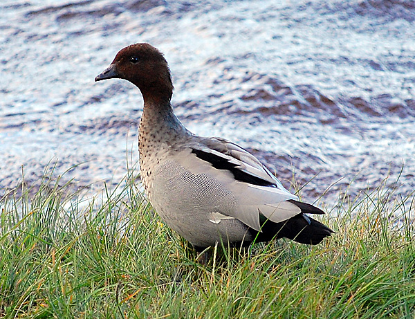 Australian Wood Duck - Chenonetta jubata - Ark.au