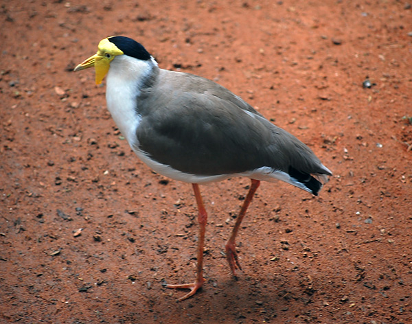 Masked Lapwing (Spurwing Plover) - Vanellus miles - Ark.au