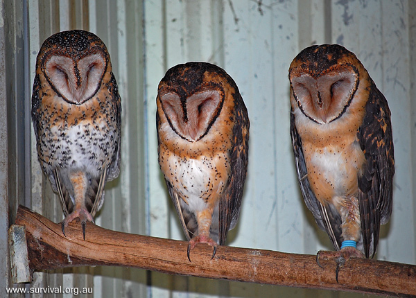Masked Owl - Tyto novaehollandiae - Ark.au