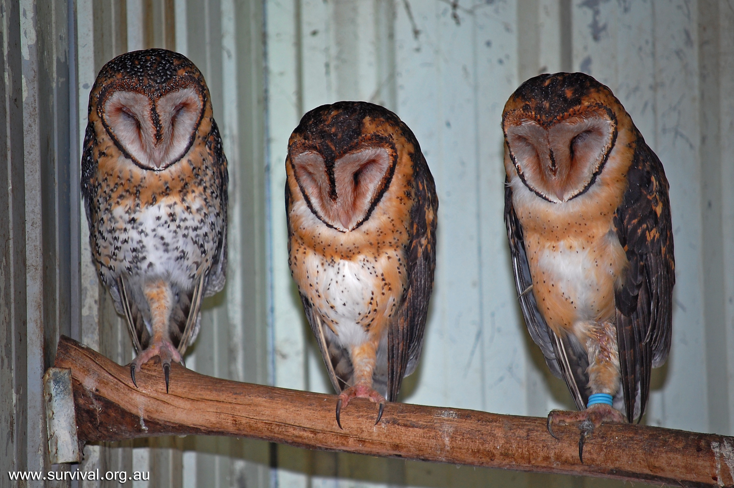 Masked Owl - Australian Birds - Ark.au