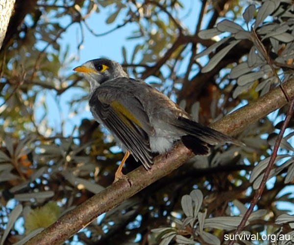 Noisy Miner - Australian Birds - Ark.au
