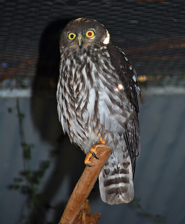 Barking Owl - Ninox connivens - Ark.au