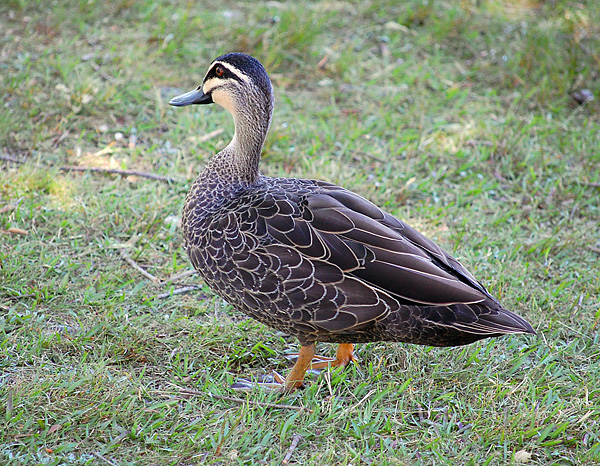 Pacific Black Duck - Anas superciliosa - Ark.au