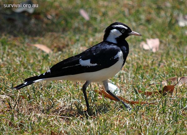 Magpie-lark (Peewee) - Grallina cyanoleuca - Ark.au