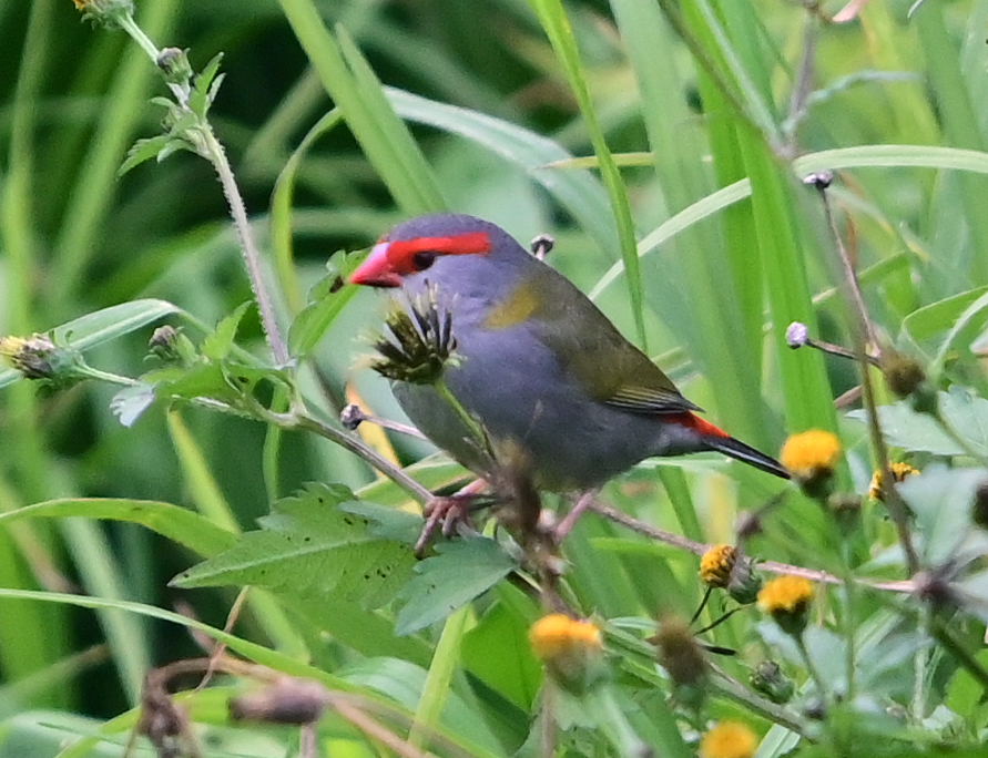 Red-browed Firetail (Finch) - Ark.au Red-browed Firetail (Finch) - Ark.au