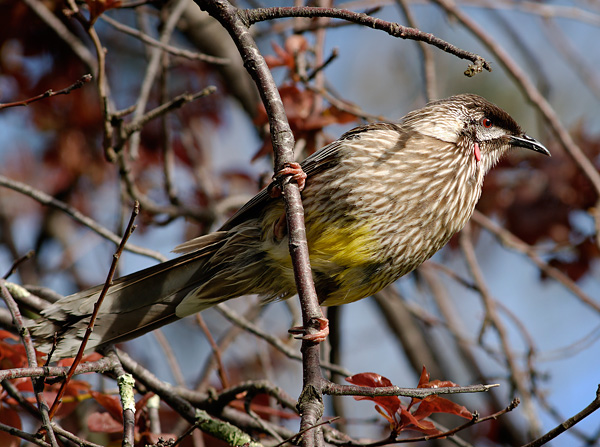 Red Wattlebird - Anthochaera carunculata - Ark.au