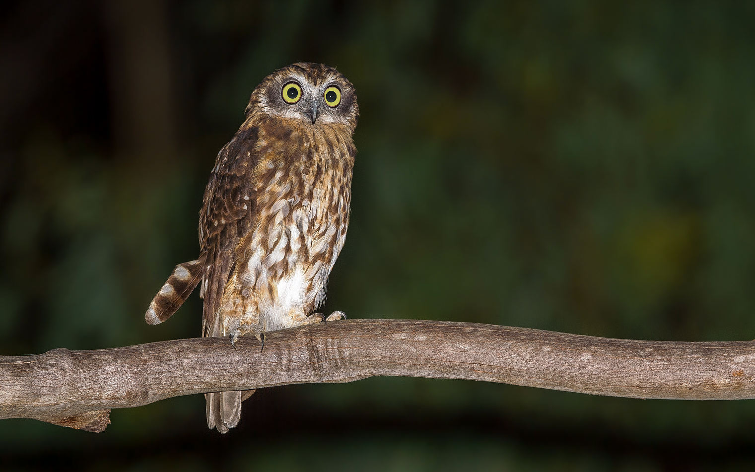 Southern Boobook (Owl) - Ark.au Southern Boobook (Owl) - Ark.au