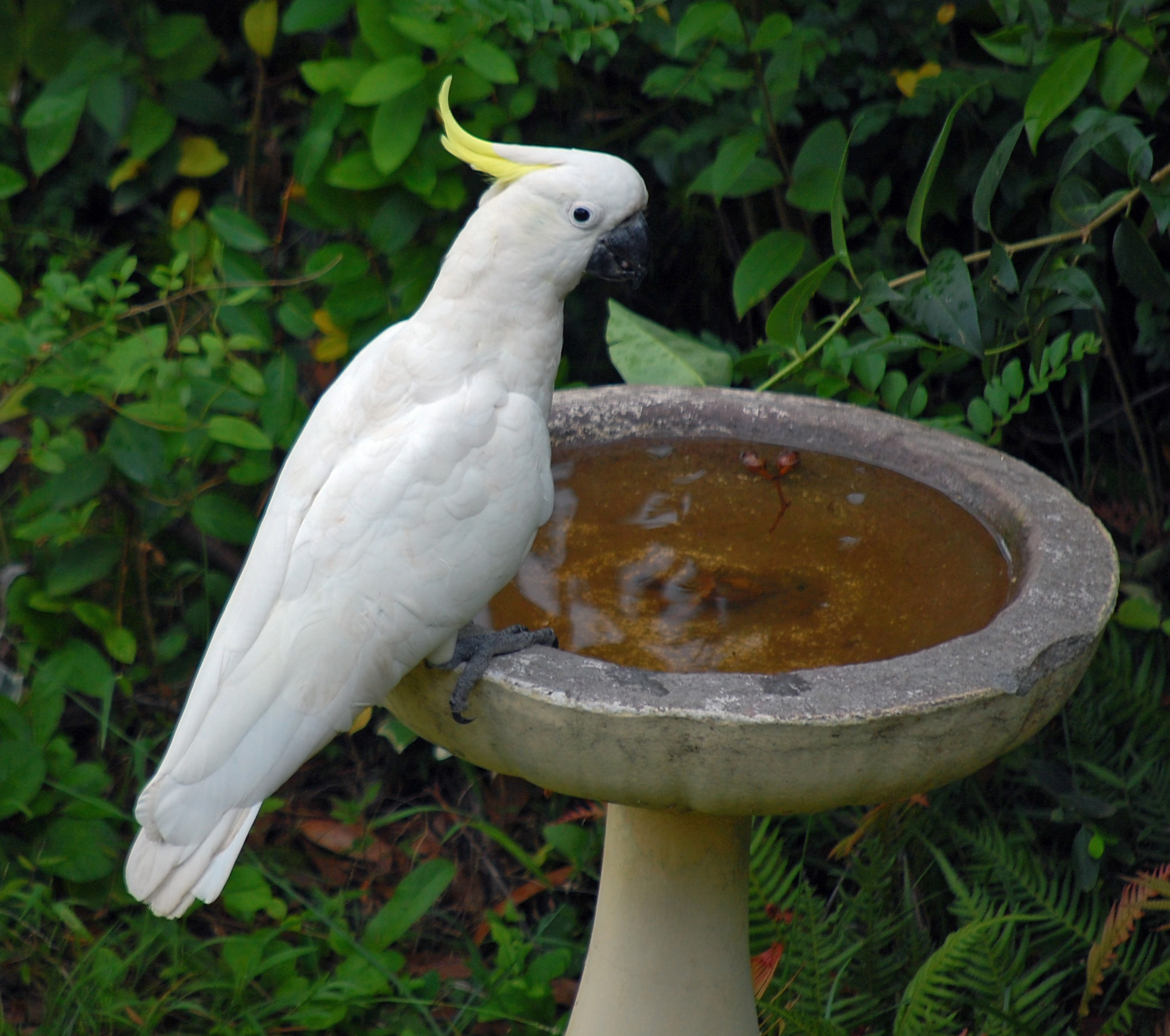 Sulphur-crested Cockatoo - Ark.au Sulphur-crested Cockatoo - Ark.au