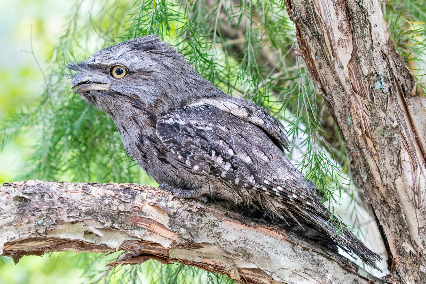 Tawny Frogmouth - Ark.au Tawny Frogmouth - Ark.au