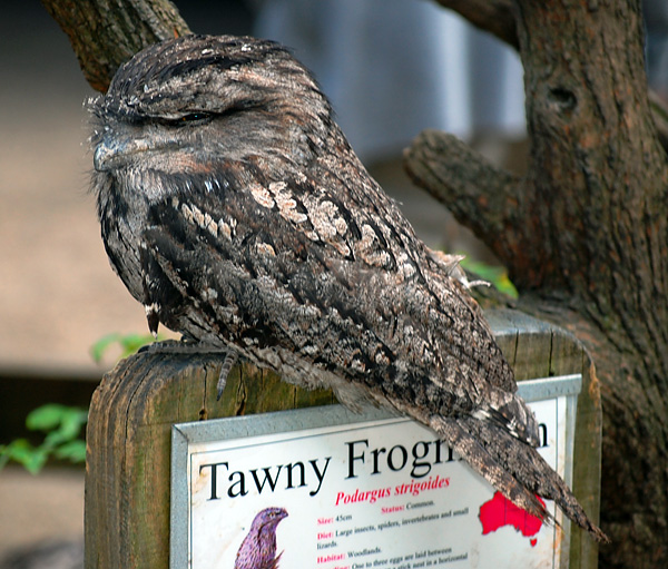 Tawny Frogmouth - Podargus strigoides - Ark.au