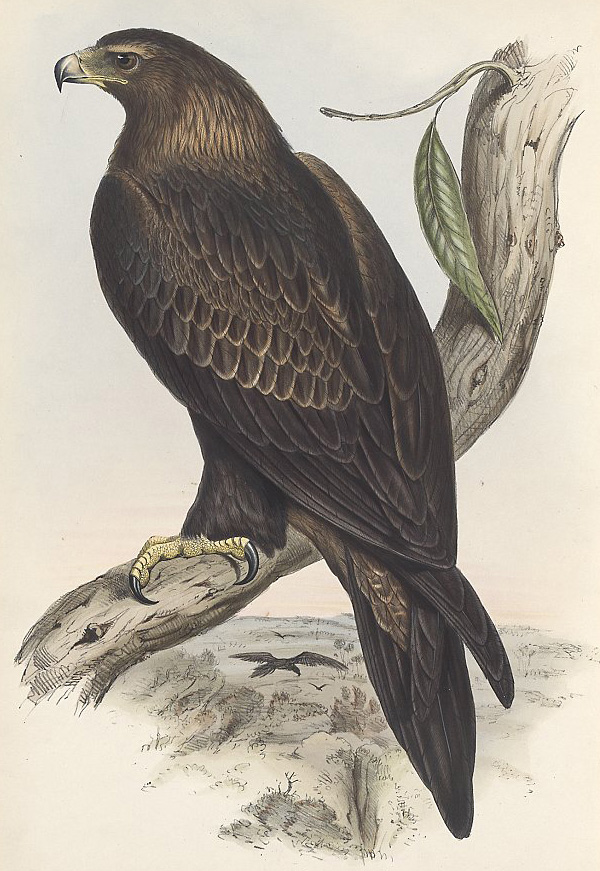 Wedge-tailed Eagle - Aquila audax - Ark.au