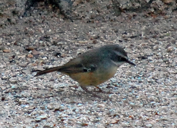 White-browed Scrubwren - Sericornis frontalis - Ark.au