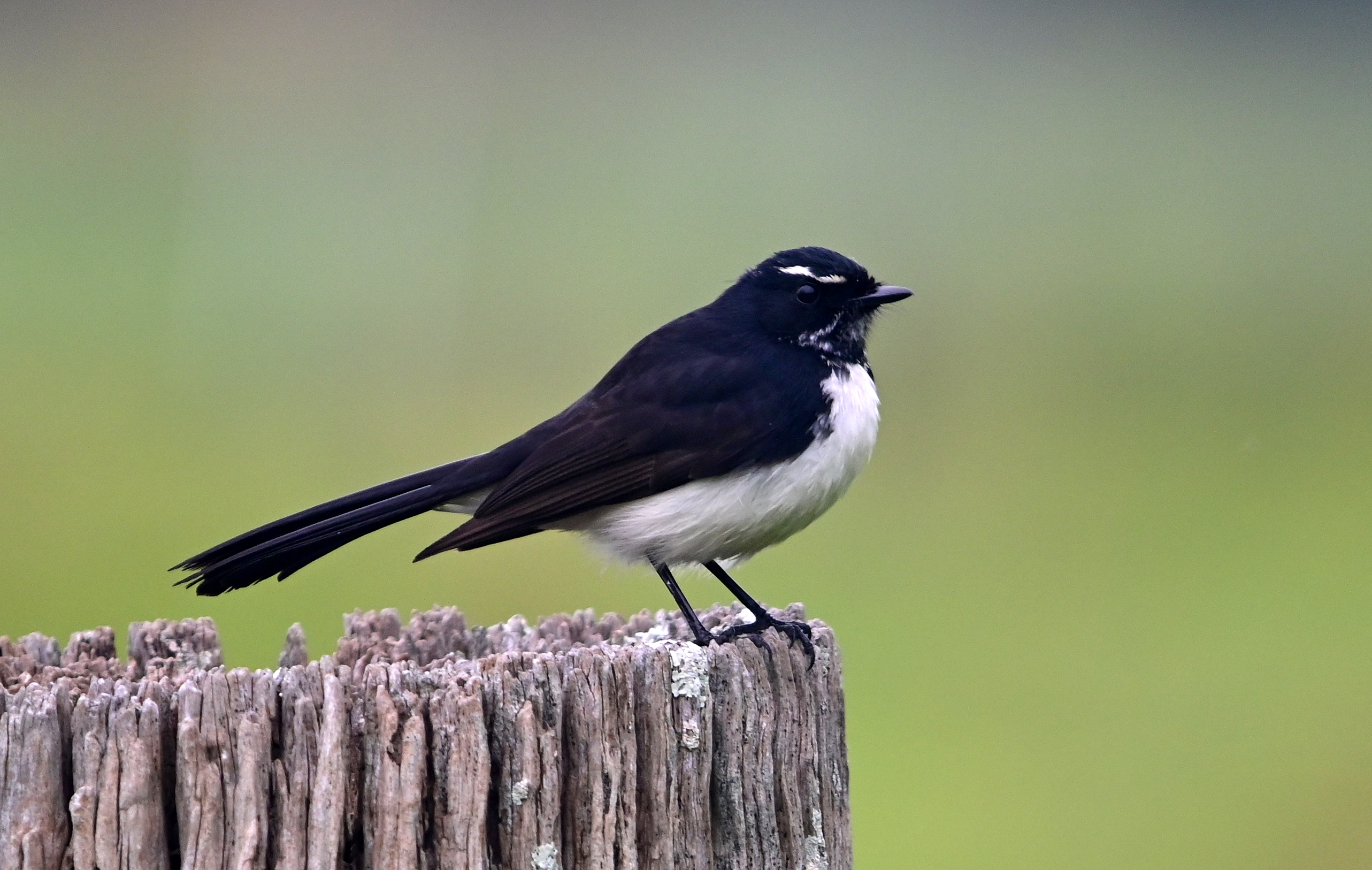 Willie Wagtail - Ark.au Willie Wagtail - Ark.au