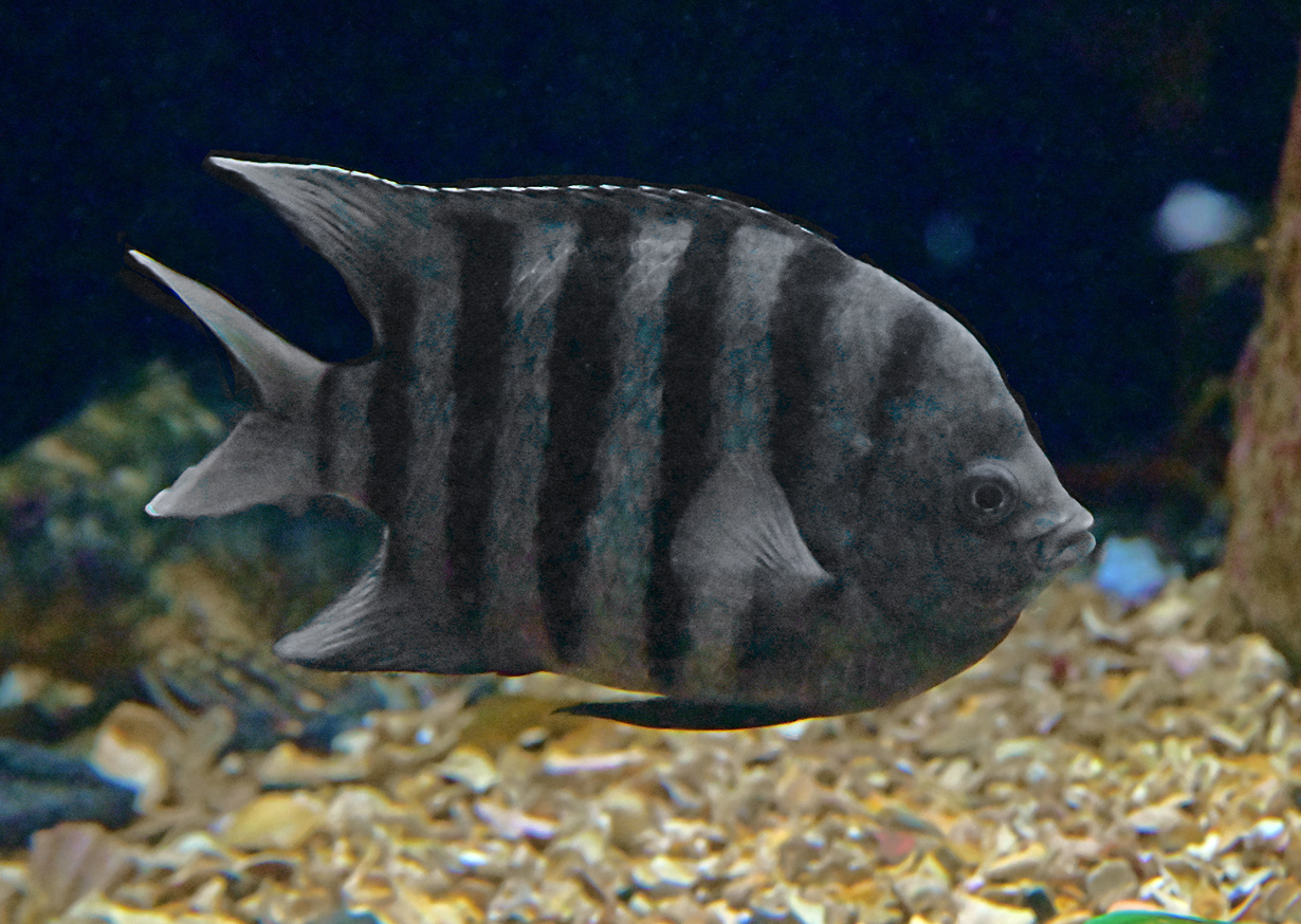 Bengal Sergeant - Australian Fish - Ark.au