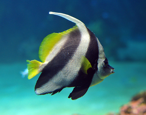 Black & White Butterflyfish - Ark.au