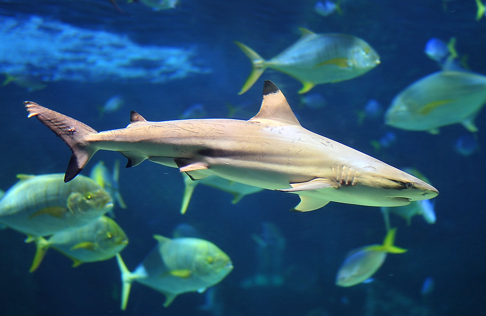 Blacktip Reef Shark - Australian Fish - Ark.au