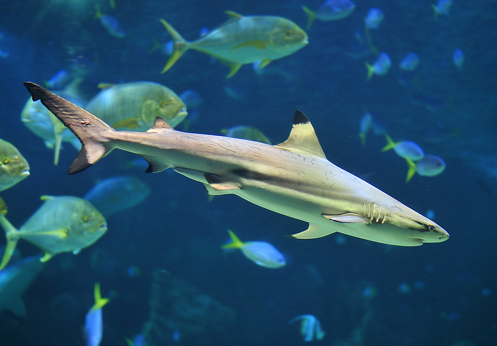 Blacktip Reef Shark - Carcharhinus melanopterus - Ark.au