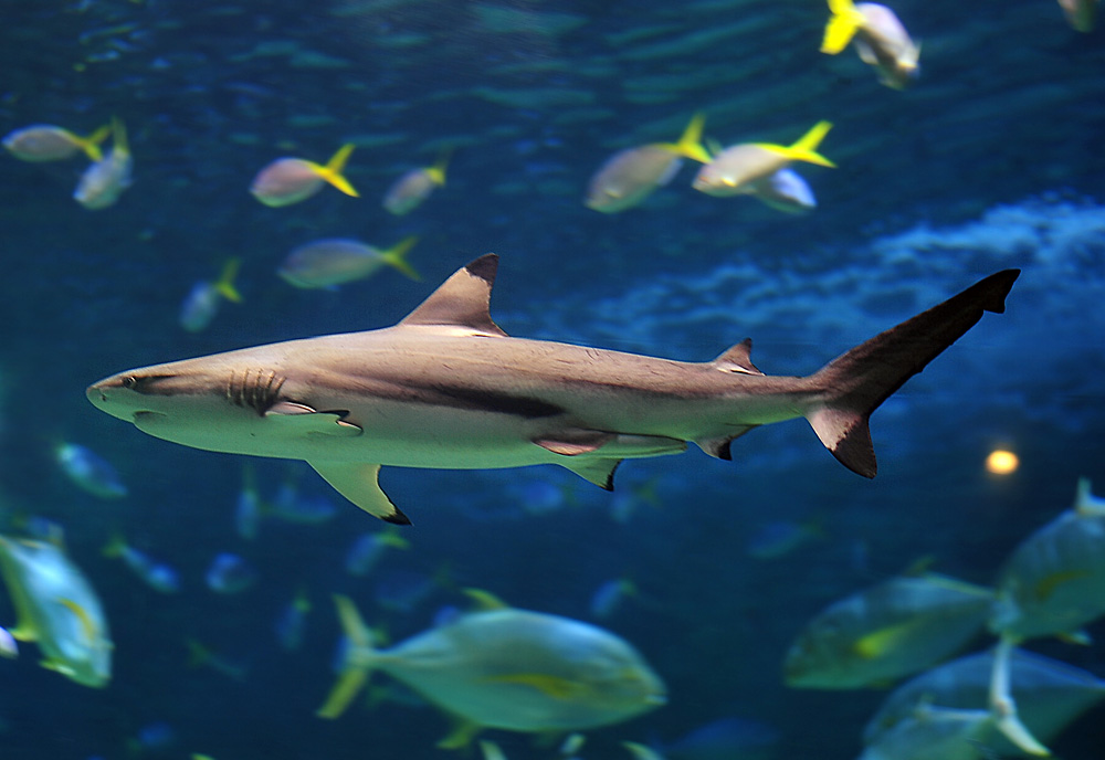 Blacktip Reef Shark - Carcharhinus melanopterus - Ark.au
