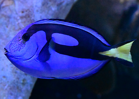 Blue Tang - Ark.au