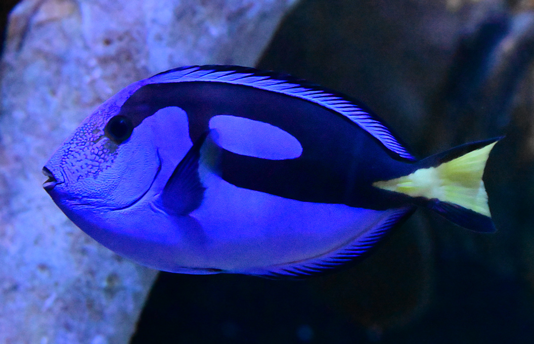 Blue Tang - Australian Fish - Ark.au