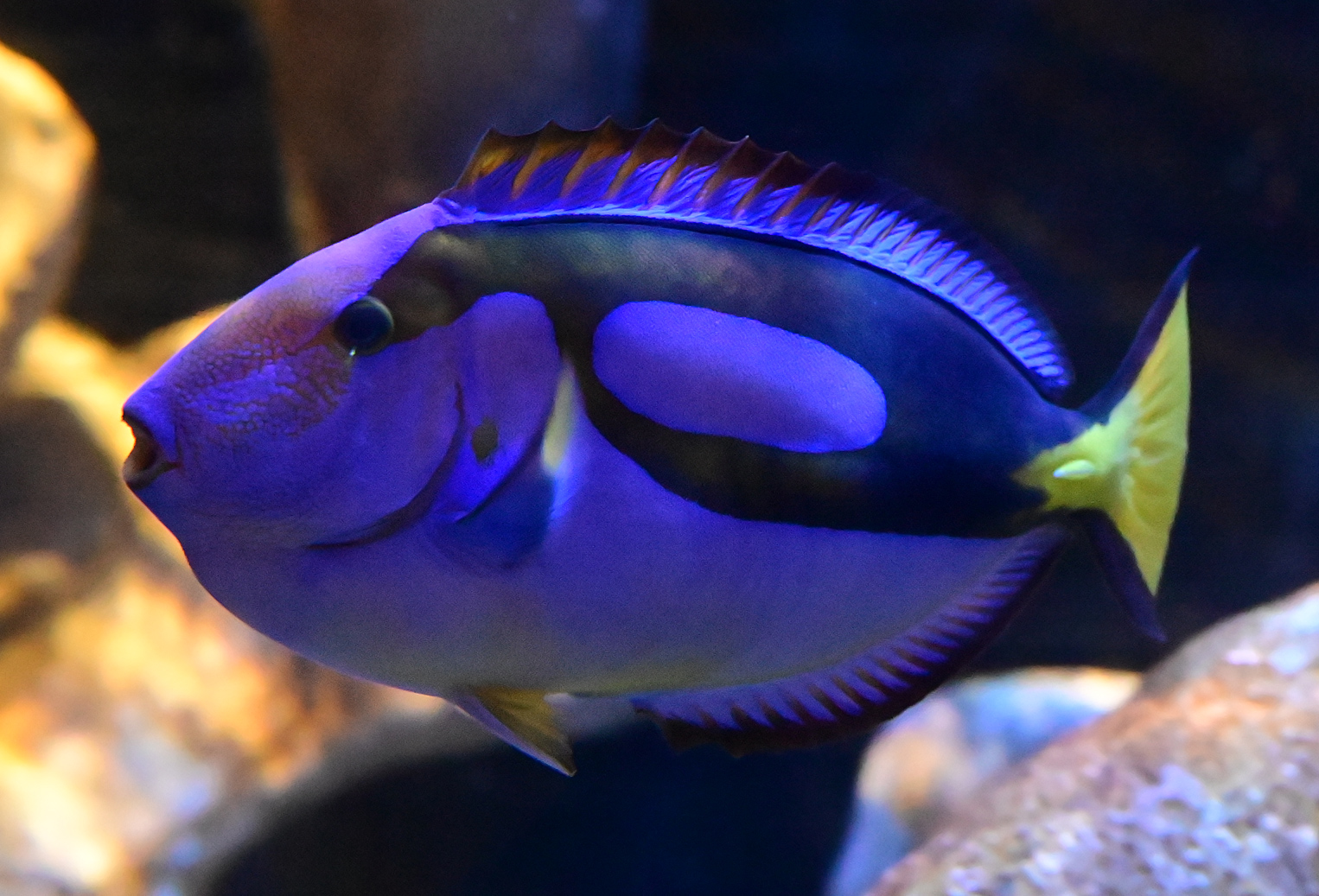Blue Tang - Paracanthurus hepatus - Ark.au
