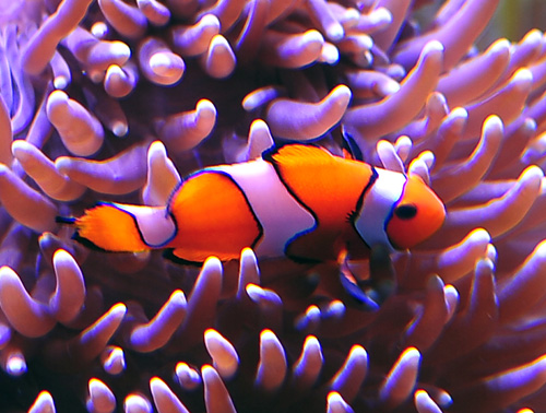 Ocellaris Clownfish - Ark.au