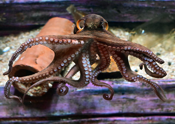 Common Sydney Octopus - Ark.au