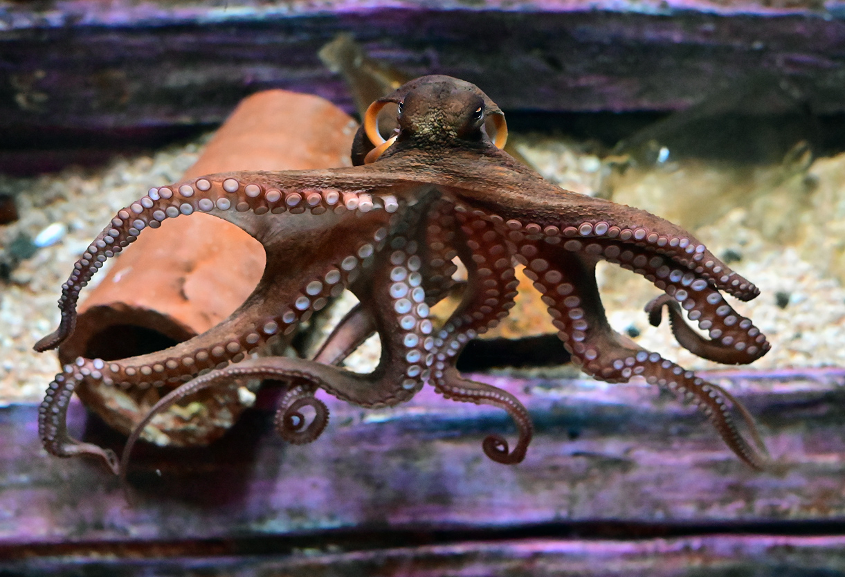Common Sydney Octopus - Australian Fish - Ark.au