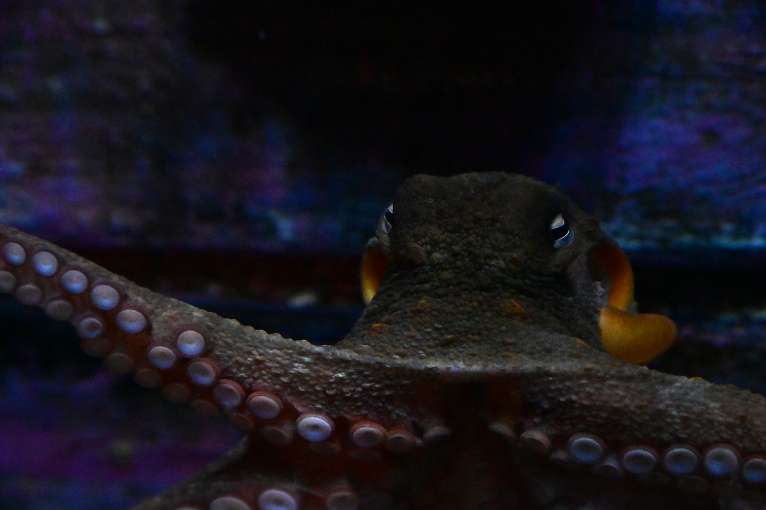 Common Sydney Octopus - Octopus tetricus - Ark.au