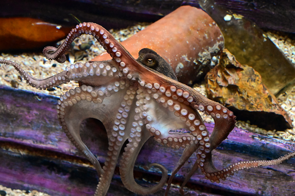 Common Sydney Octopus - Octopus tetricus - Ark.au