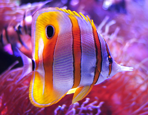 Copperband Butterflyfish - Ark.au