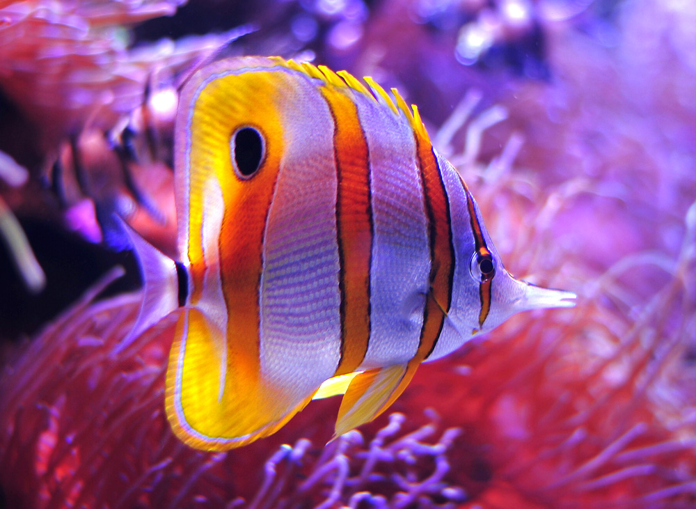 Copperband Butterflyfish - Ark.au