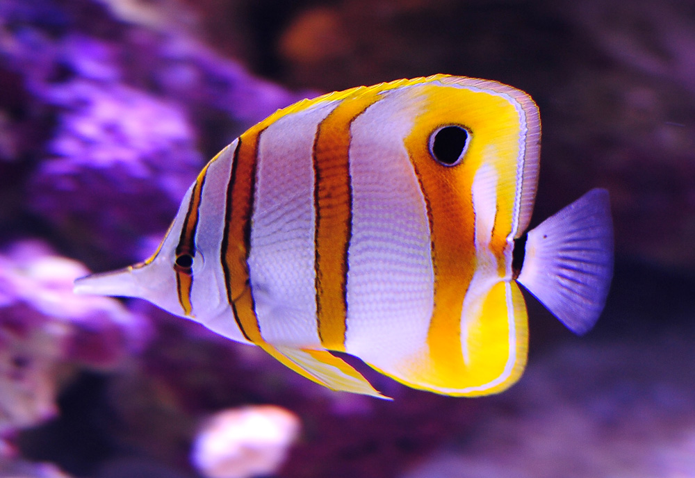 Copperband Butterflyfish - Chelmon rostratus - Ark.au