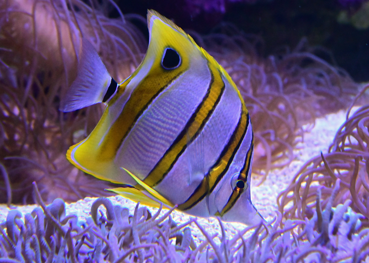 Copperband Butterflyfish - Chelmon rostratus - Ark.au