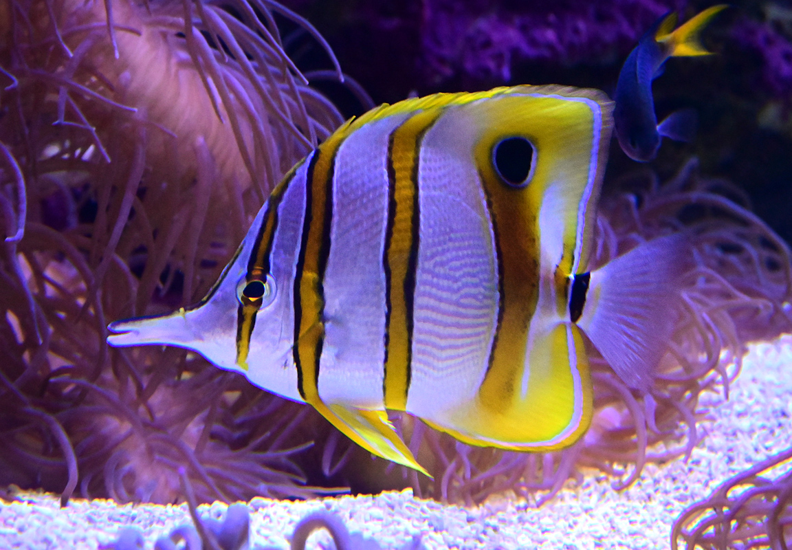 Copperband Butterflyfish - Chelmon rostratus - Ark.au