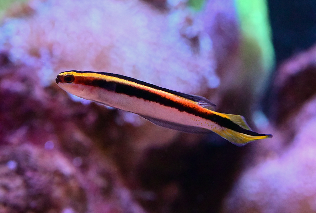 Eastern Hulafish - Australian Fish - Ark.au