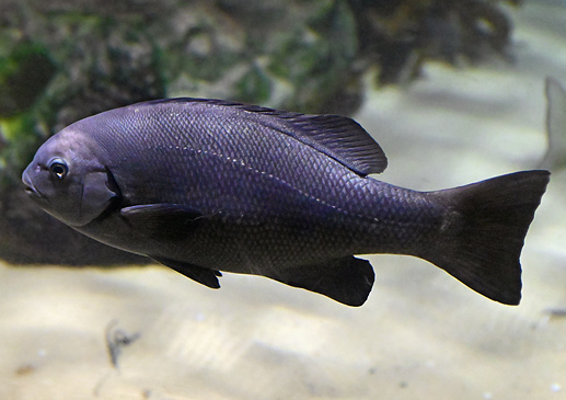 Eastern Rock Blackfish - Ark.au