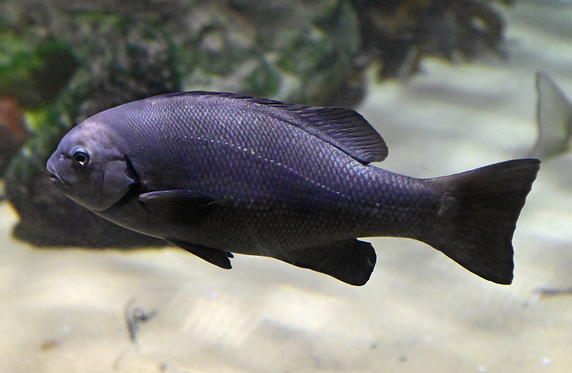 Eastern Rock Blackfish - Australian Fish - Ark.au