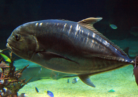 Giant Trevally - Ark.au