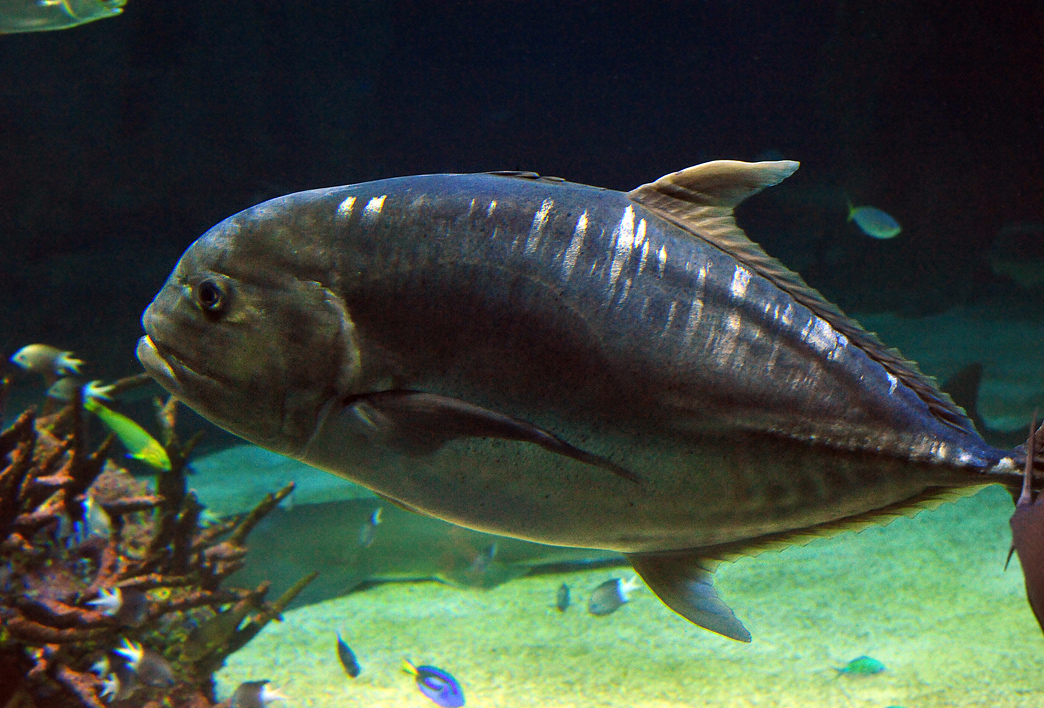 Giant Trevally - Australian Fish - Ark.au