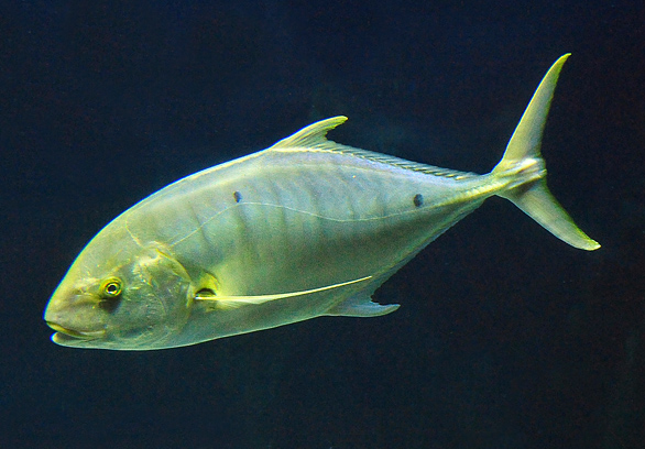 Golden Trevally - Ark.au