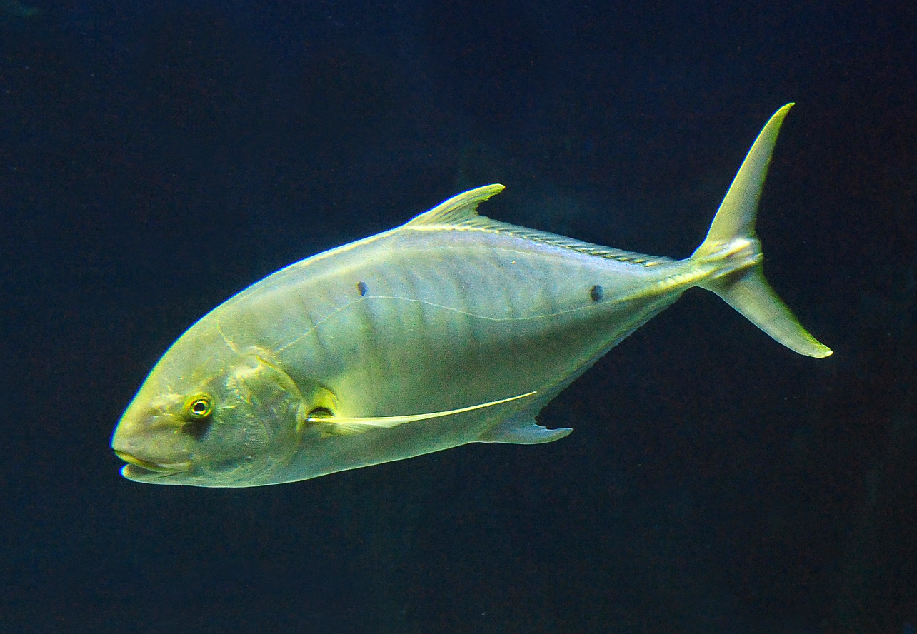 Golden Trevally - Australian Fish - Ark.au