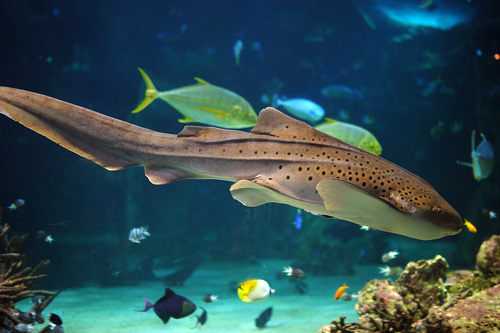 Leopard Shark - Ark.au