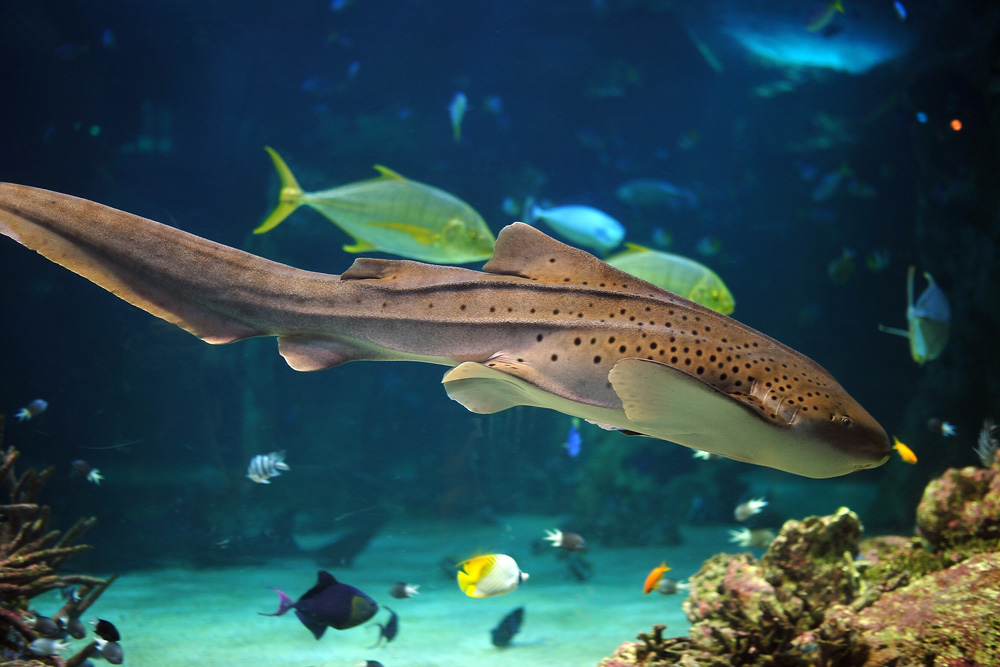 Leopard Shark - Australian Fish - Ark.au