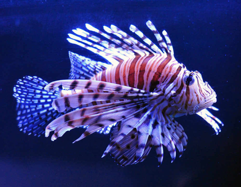 Lionfish - Pterois volitans/miles