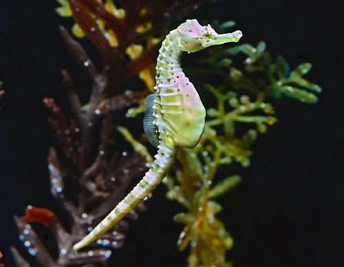 Pot-bellied Seahorse - Ark.au