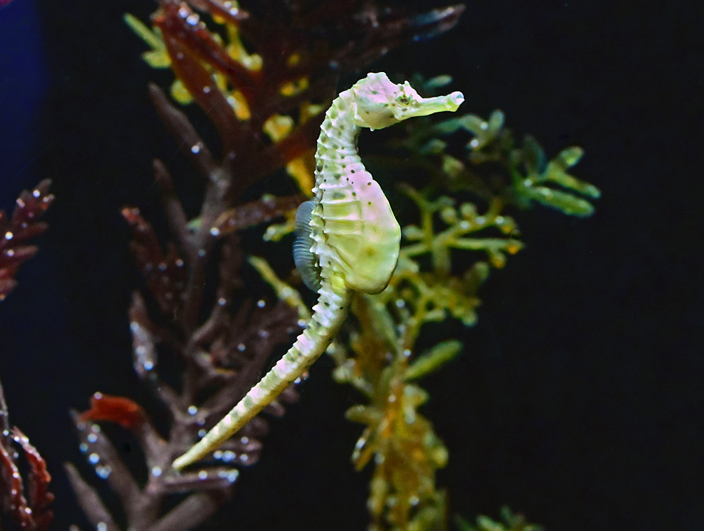 Pot-bellied Seahorse - Australian Fish - Ark.au