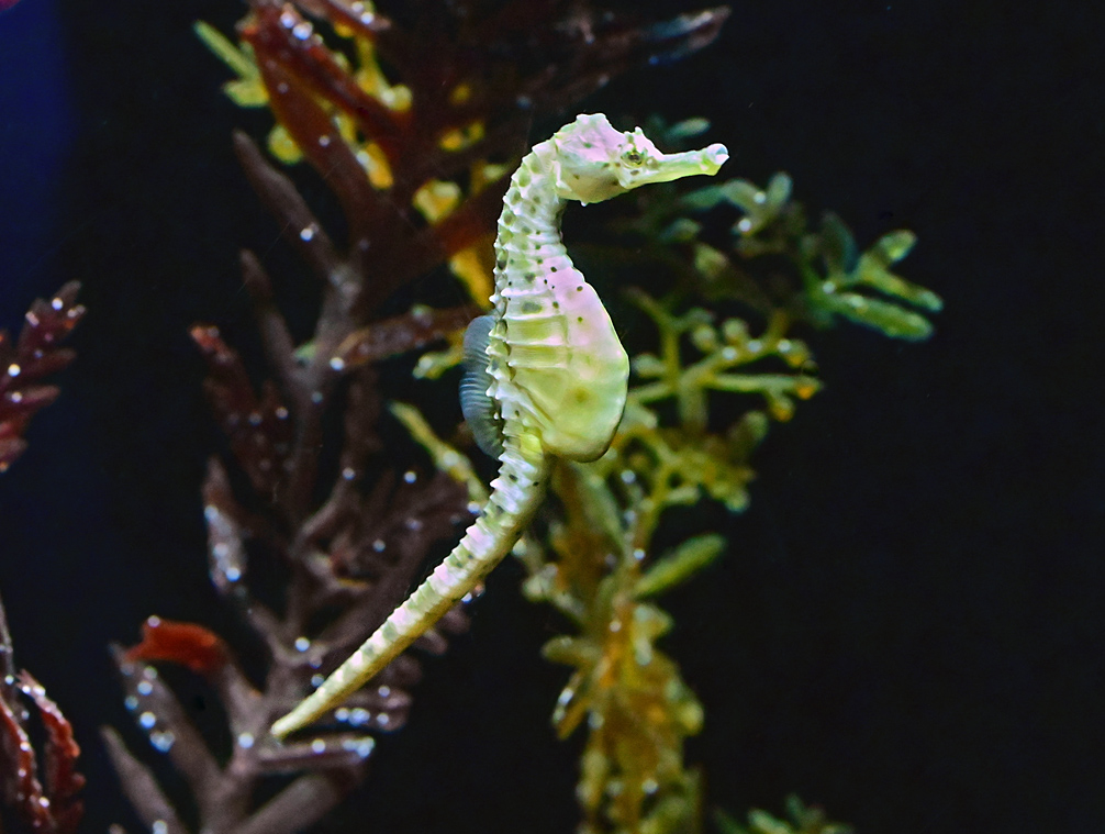 Pot-bellied Seahorse - Ark.au