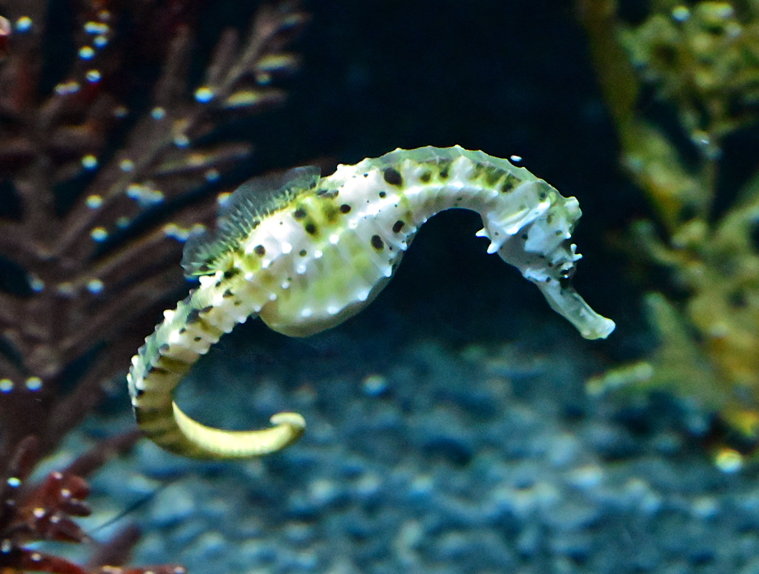 Pot-bellied Seahorse - Hippocampus abdominalis - Ark.au