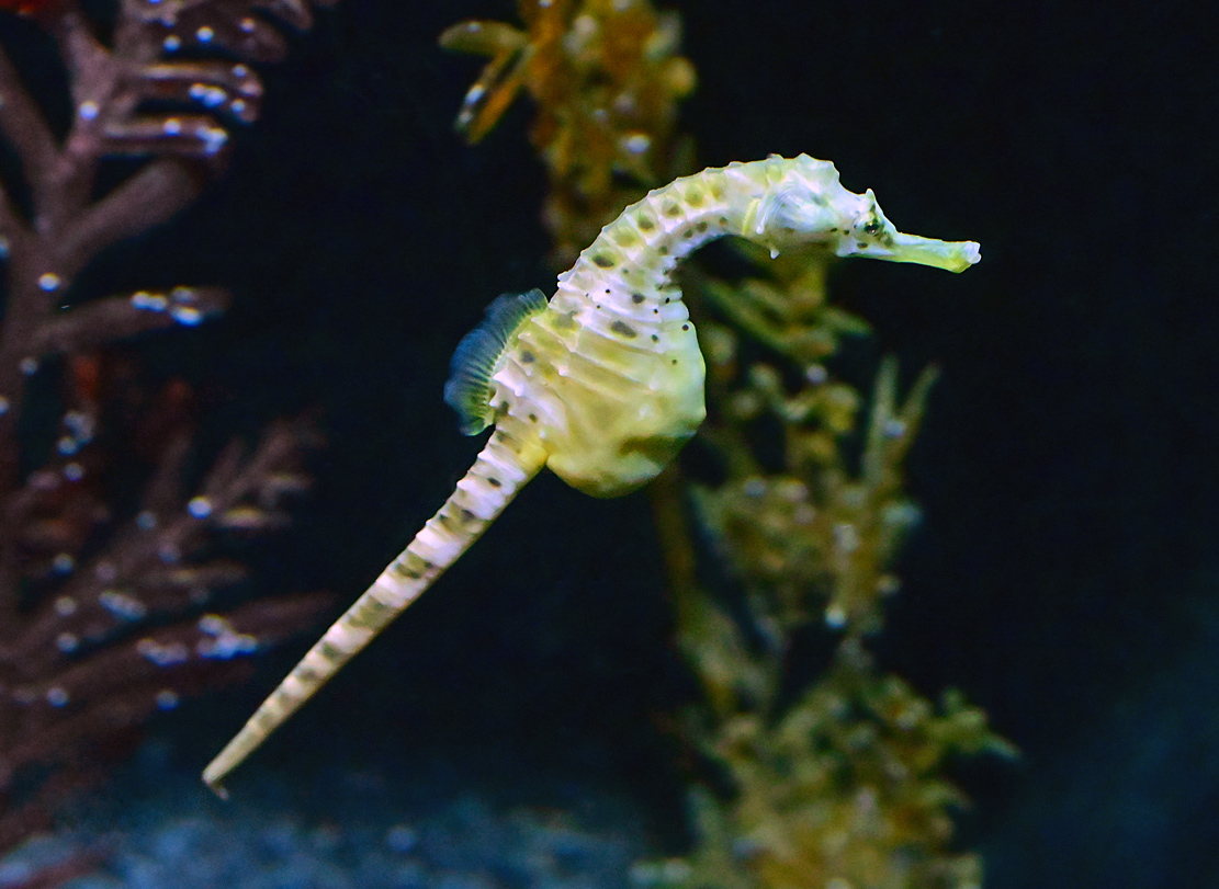Pot-bellied Seahorse - Hippocampus abdominalis - Ark.au